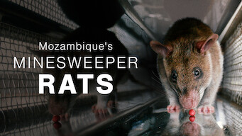 Mozambique's Minesweeper Rats (2008)